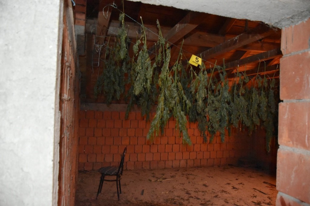 Arrestohen shtatë të dyshuar dhe konfiskohen mbi 68 kg marihuanë