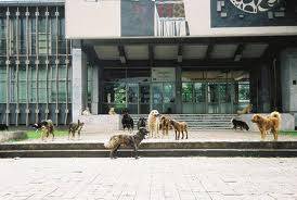 Mitrovicë, Aksion për eleminimin e qenve endacakë